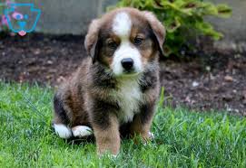 Meet the euro mountain sheparnese! Charlie Bernese Mountain Dog Mix Puppy For Sale Keystone Puppies Dog Mixes Bernese Mountain Dog Mix Bernese Mountain Dog
