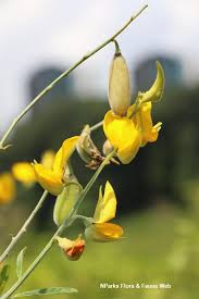 Image result for Crotalaria juncea