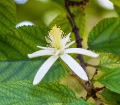 Image result for Grewia mollis