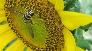 Great Southeast Pollinator Census takes place Aug. 18-19, and you can help