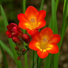 Image result for Freesia grandiflora