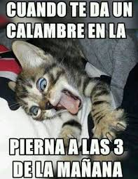 Cuando Te Da Un Calambre En La Pierna A Las 3 De La Manana Memes Divertidos Humor Divertido Sobre Animales Meme Gato