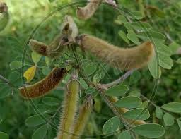 Image result for Tephrosia polystachya