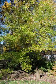 Kill a tree the easiest way and with certainty and without having to cut it down. How I Killed A Tree And The Lessons I Learned