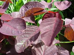 Image result for Euphorbia cotinifolia