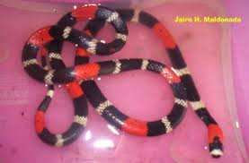 micrurus lemniscatus