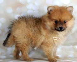 Il cane nano, la differenza, le cause e la diagnosi per capire se si tratta di una patologie o modifiche genetiche per la razza nana o toy. Volpini Spitz Nani Tedeschi Cuccioli Como Lombardia Annunci Animali Trovacuccioli Com Gratis Cani Gatti