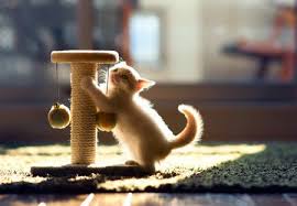 How to keep cats from scratching furniture. Reasons Why Cats Scratch The Carpet And How To Stop It