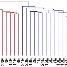 Image result for Crepidorhopalon namuliensis