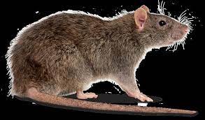 It's important to address the problem quickly before they have a chance to cause considerable damage. Rats Only Have One Set Of Teeth For Trivia Questions Quizzclub