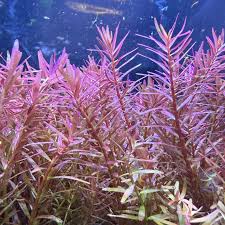Image result for Rotala submersa