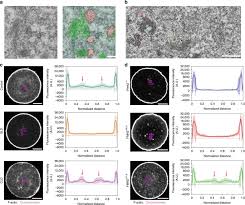 Dynamic Organelle Distribution Initiates Actin Based Spindle Migration In Mouse Oocytes Nature Communications