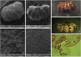 Image result for Commelina petersii