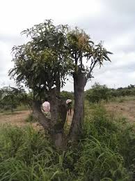 Trees losing their leaves to fall foliage is completely normal. How To Save A Dying Mango Tree Quora