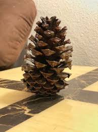 Nuts obtained from the cone have a very hard shell, you can get rid of it in several ways. How To Clean And Prepare Pine Cones For Crafting Bake The Bugs Out