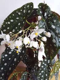 Begonia Maculata Wightii Begonia Maculata Primrose Plant Plants