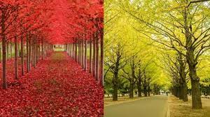 Rumah yang indah tidak selalu mahal. 7 Pohon Dengan Daun Warna Warni Ini Layaknya Di Negeri Dongeng Hot Liputan6 Com