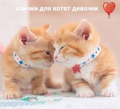 klichki dlya koshek devochek krasivye imena dlya koshechek i kotyat