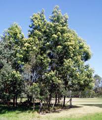 Image result for Acacia mearnsii