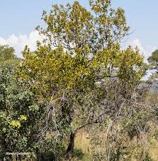 Image result for Combretum