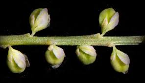 Image result for Polygala senensis