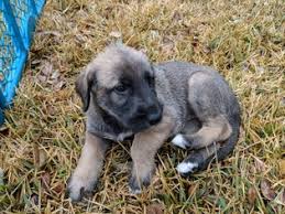 Irish wolfhound puppies for sale love a good friend and are quick to make people feel comfortable. View Ad Irish Wolfhound Litter Of Puppies For Sale Near Texas New Braunfels Usa Adn 64233