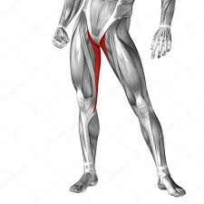 The tendons of the edl can be palpated on the dorsal surface of the foot. Concept Or Conceptual 3d Gracilis Human Upper Legs Anatomy Or Anatomical And Muscles Isolated On White Background 100323472 Larastock