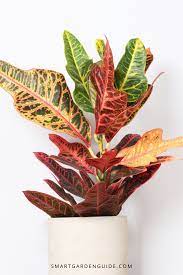 White picture frame, concrete star and colorful croton plant on a wooden shelf. The Croton Plant Is A Great Option For A South Facing Room It Tolerates Heat And A Bit Of Direct Sunlight Find Out Plants Best Indoor Plants House Plant Care