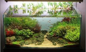  hidup seperti yang menjadi digoyang angin dan jatuh tanpa dirindukan  syair kampung  mari bermain kata tanpa ada sekat memisahkan kita [. Mengenal Dan Memahami Istilah Biotope Dalam Aquascape