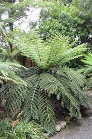 Image result for Cyathea thomsonii