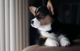 Located 1 hour north of the twin cities. Rj S Corgis Home Facebook