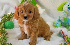 Cavachon and cavapoo puppies for sale with lots of beautiful pictures and descriptions. Cavapoo Puppies For Sale Lansing Mi Cavapoo Puppies Cavapoo Puppies For Sale Cockapoo Puppies For Sale