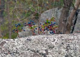 Image result for Parthenocissus quinquefolia