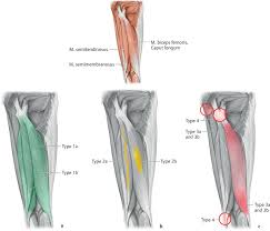 The soleus connects your lower leg bones to your heel, but it also gives your heart some help by pumping blood back. Terminology And Classification Of Muscle Injuries In Sport The Munich Consensus Statement British Journal Of Sports Medicine