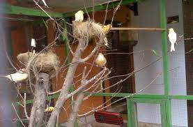 Selain itu, pilih indukan yang sebelumnya sudah berproduksi karena kenari akan lebih cepat berkembang biak. 3 Rahasia Ternak Kenari Secara Koloni Dijamin Berhasil Untuk Pemularaja Burung