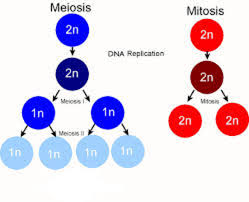 Answer to meiosis terminology drag the labels from the left to their correct locations in the concept map on the right. Ninth Grade Lesson Meiosis Part 3 Betterlesson