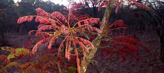 Image result for Dalbergia nitidula