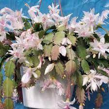 It's delivered brilliantly ready to celebrate the season, and. 9 Christmas Ideas Plants Christmas Flowers