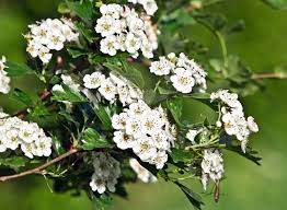 We did not find results for: Hawthorn Plant Britannica