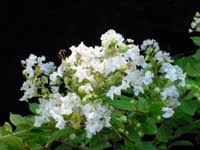 Buy acoma crape myrtle trees (lagerstroemia 'acoma') online. Crape Myrtle Acoma Crape Myrtle Semi Dwarf White Blooms Z 7