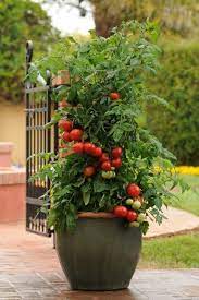Growing Tomatoes In Containers Growing Vegetables Tomato Container Gardening Growing Organic Tomatoes