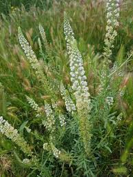 Image result for Resedaceae