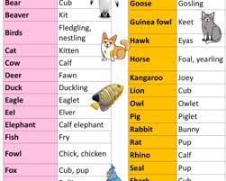 20 wild animals name 20 different animals and example sentences english grammar here animals wild baby animal names animals name list