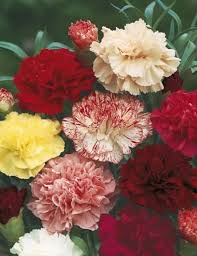 Carnation Choice Double Mixed Flower Seeds By Mr Fothergill S
