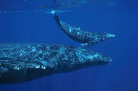 The gestation period of an elephant is over ten months longer than that of the blue whale, which has a period of one year. Blue Whales Balaenoptera Musculus Optimize Foraging Efficiency By Balancing Oxygen Use And Energy Gain As A Function Of Prey Density Blog Review Shark Research Conservation Program Src University Of Miami
