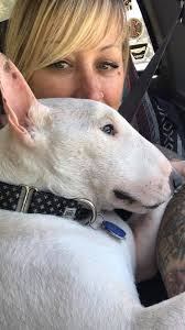Meet the Miniature Bull Terrier, a breed described as upbeat, mischievous,  and comical. Why do you love the breed?