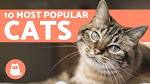 Top 10 Most Expensive Cat Breeds In The World
