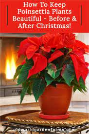 How To Keep Poinsettia Plants Beautiful Before After Christmas Poinsettia Plant Poinsettia Care Plants