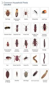 pest chart some of these not pests lady bird beetles are