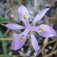 Image result for Moraea simulans